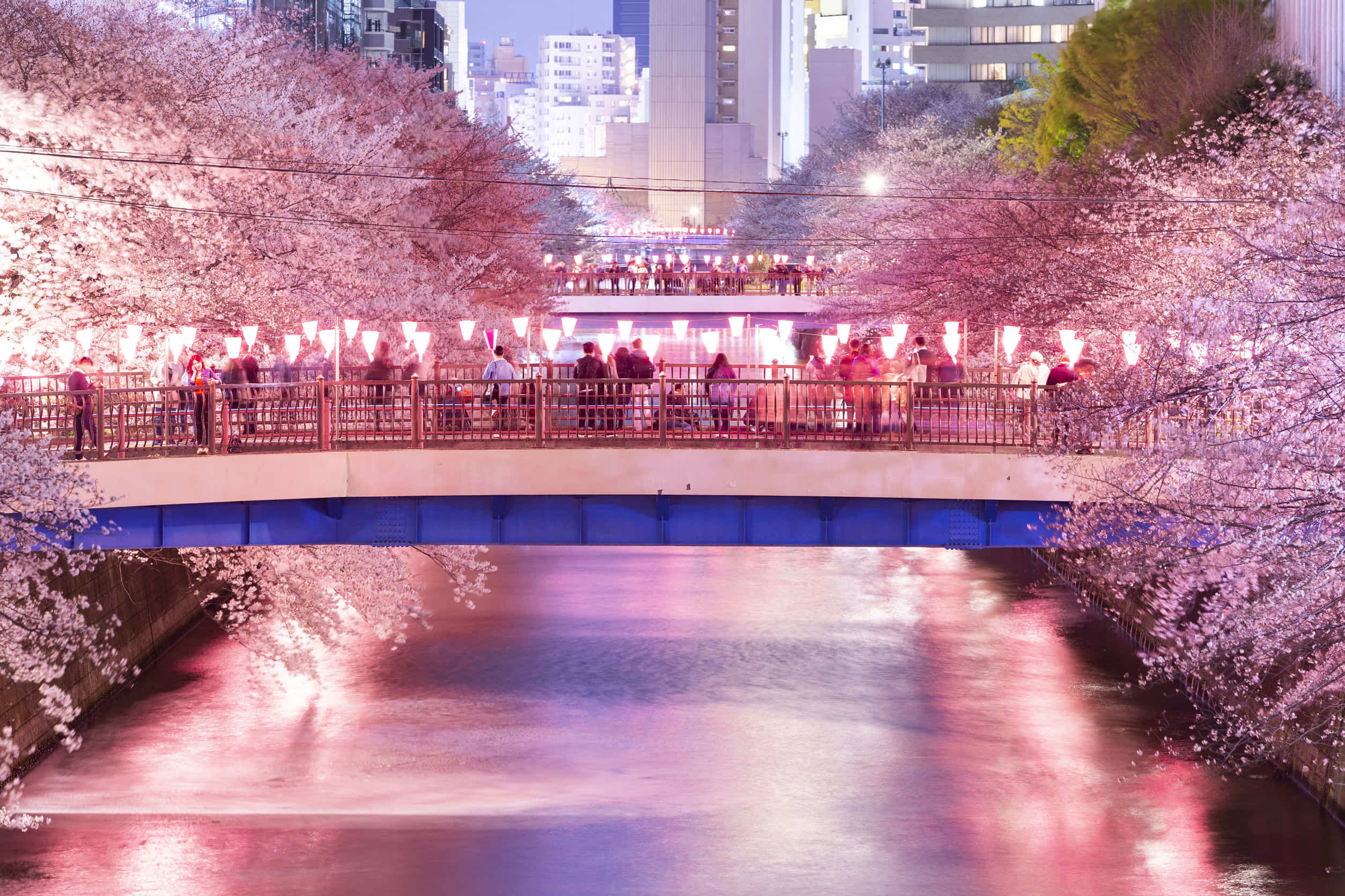 目黒川 東京都 の 桜 ライブカメラ ネットで花見をしよう Sakuraの気になること調べる倶楽部